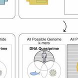 kmerDB: A database encompassing genomic and proteomic k-mers